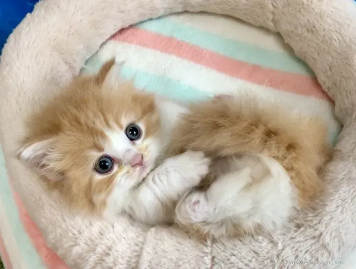 マンチカン 猫 ブリーダーから【最高の】パートナーを見つける！【絶対】安心な迎え方とポイント